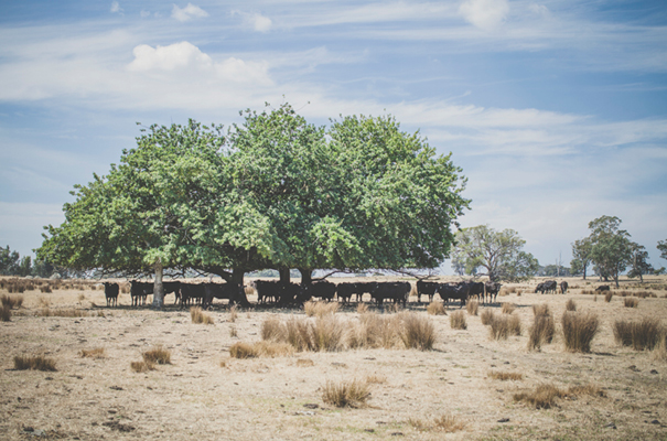 DIY-country-rustic-backyard-weding-inspiration-short-lace-dress-blue-green-yellow19