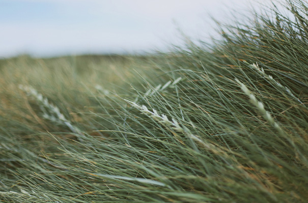barwon-heads-wedding-photographer-great-ocean-road-bride-reception-inspiration-bush-coast2