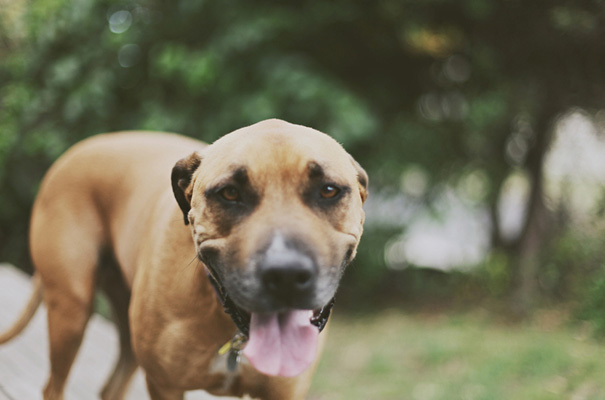 barwon-heads-wedding-photographer-great-ocean-road-bride-reception-inspiration-bush-coast4