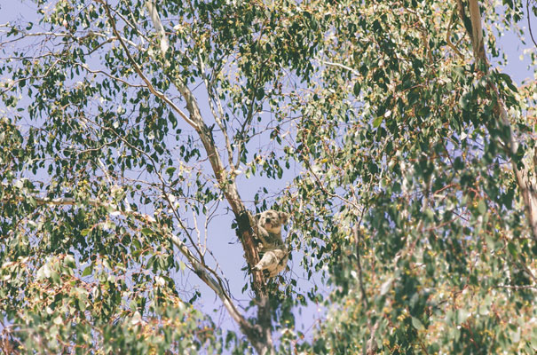 outback-australian-wedding-bush-country-glam-tent-styling7