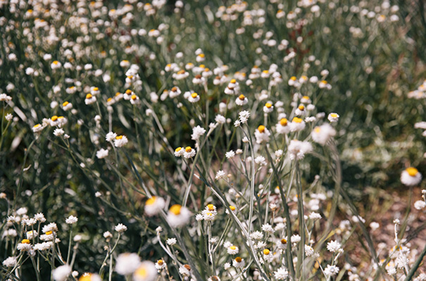 boho-bride-wedding-Wollongong-vintage-gown-dress