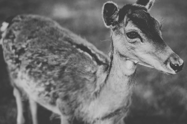 jessica-tremp-retro-wedding-quirky-styling-inspiration34