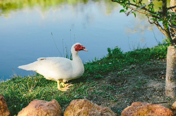 western-australia-wedding-garden-party-country-fairy-lights15