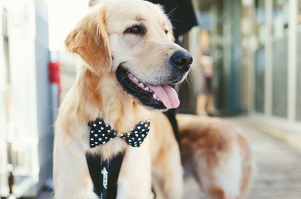 sydney-wedding-photographer8