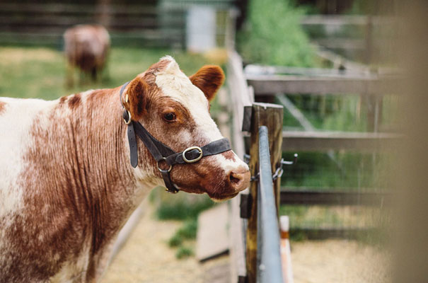 the-white-tress-collingwood-childrens-farm37