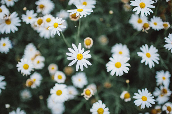 the-white-tress-collingwood-childrens-farm56
