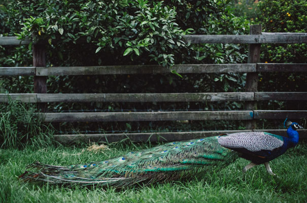 the-white-tress-collingwood-childrens-farm58