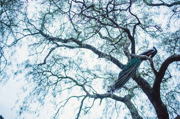 the-white-tress-collingwood-childrens-farm59