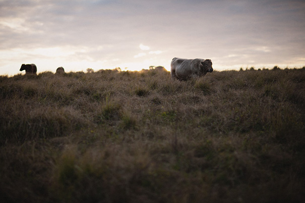 Screen-Shot-2014-06-05-at-4.32.44-pm