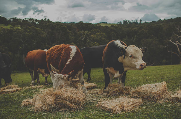 bush-country-wedding-grace-loves-lace37-copy