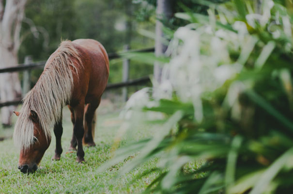 capriole-estate-queensland-wedding-photographer-luke-going2