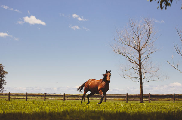 southern-highlands-wedding-reception-entertainment-alma-photography-Terrara2