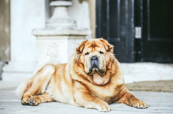 bridal-gown-pink-wedding-dress3