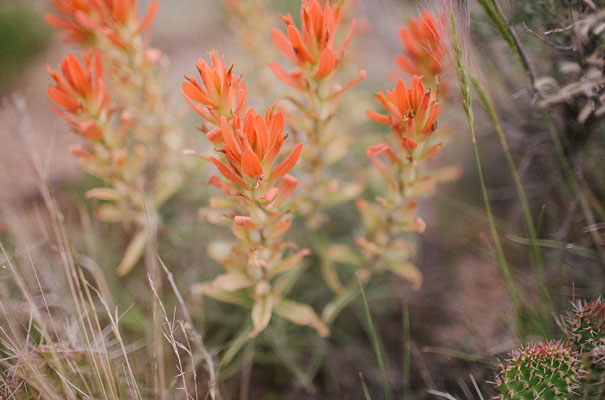 free-the-bird-new-mexico-wedding-boho-bride316