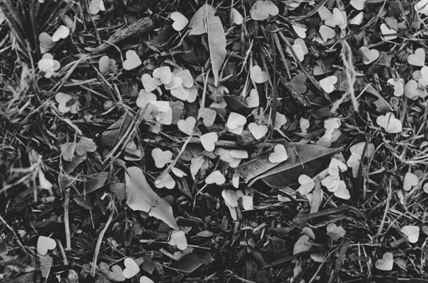 brisbane-wedding-luke-going-photography10