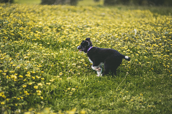 engagenent-shoot-natural-wedding-photographer16