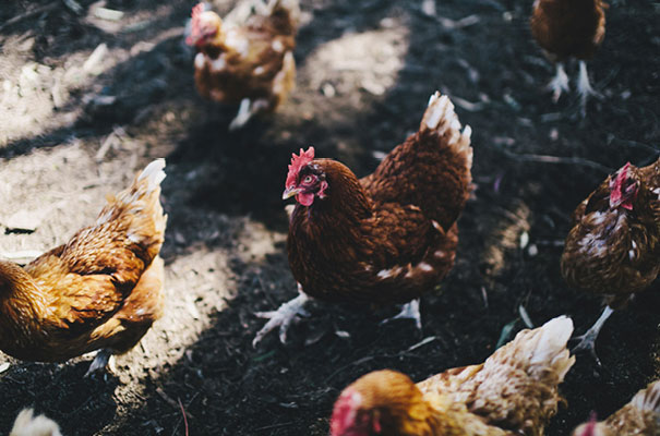 jenny-packham-bridal-gown-wedding-dress-adelaide-winery-wedding-photographer22