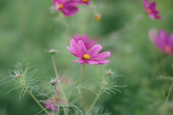 melbourne-veggie-patch-co-wedding14