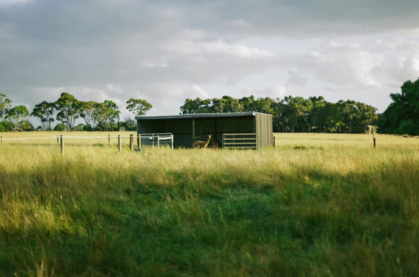VIC-yellow-vintage-homemade-DIY-wedding-bride-australian2