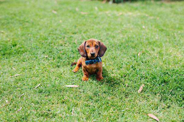 barefoot-sandals-anna-campbell-wedding-dress7