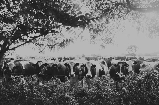 scott-surplice-sydney-wedding-photographer-meribee-farm35