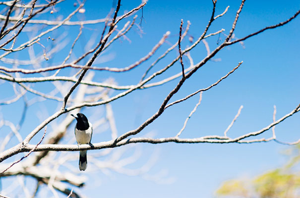 yellow-country-vintage-lace-dress-daisies-wedding-jess-jackson