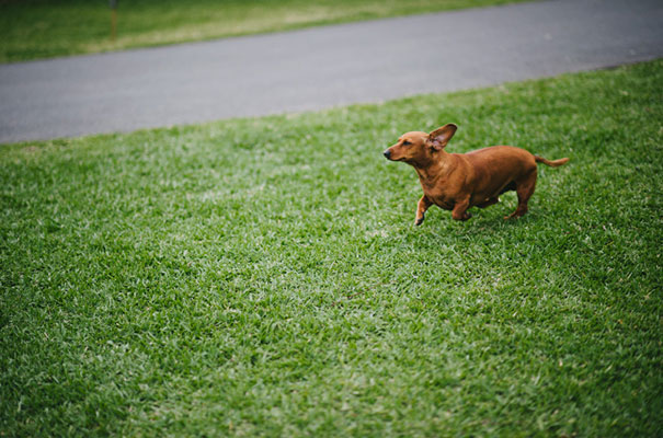 yellow-country-vintage-lace-dress-daisies-wedding-jess-jackson17