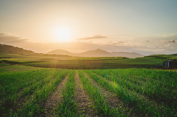 country-bush-australian-backyard-diy-wedding-sequin-silver-bridal-gown