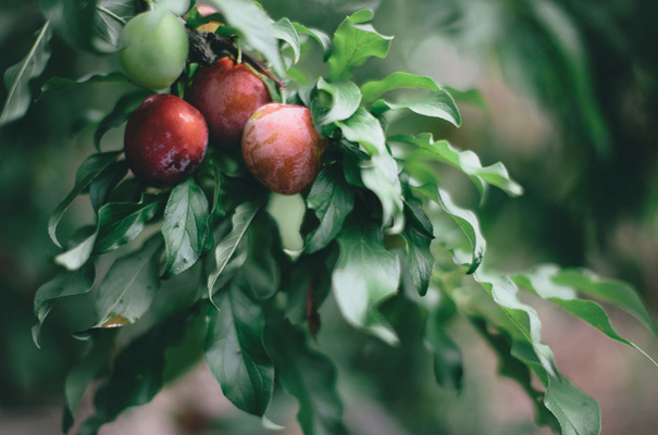 lover-the-label-sunshine-coast-backyard-wedding-yellow-inspiration