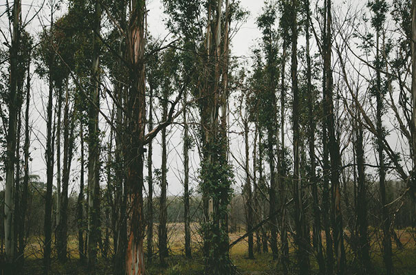 Anna-campbell-Tasmanian-wedding