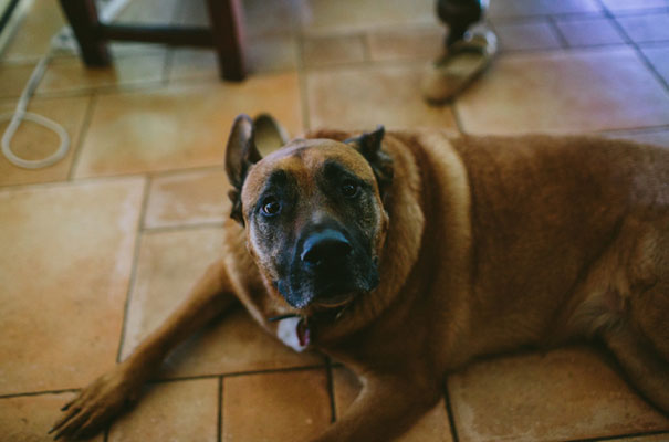 winery-vineyard-long-table-wedding-inspiration2