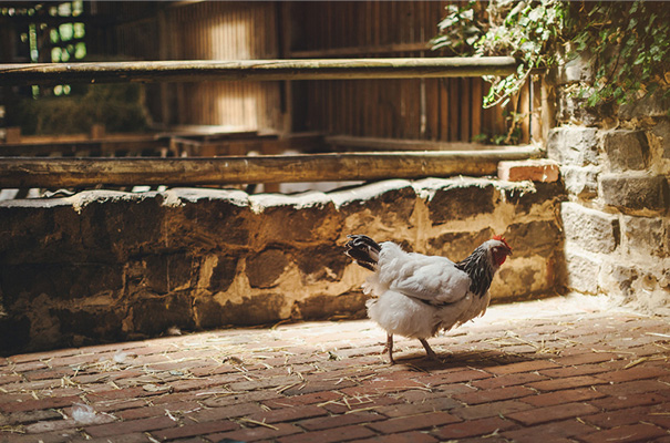 collingwood-childrens-farm-melbourne-wedding-photographer23