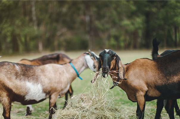 collingwood-childrens-farm-melbourne-wedding-photographer27