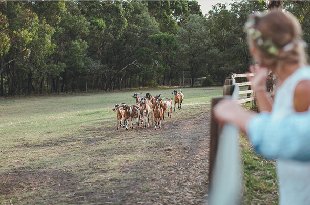 collingwood-childrens-farm-melbourne-wedding-photographer28