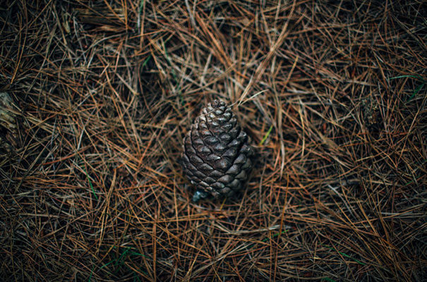 into-the-woods-engagement-shoot-tilly-clifford-photography17