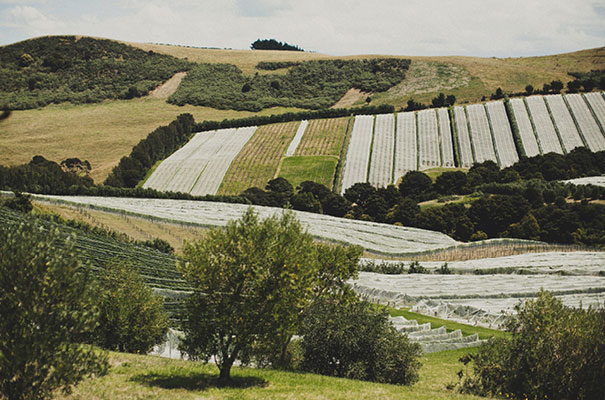 new-zealand-waiheke-island-best-wedding-photographer-dan-oday3