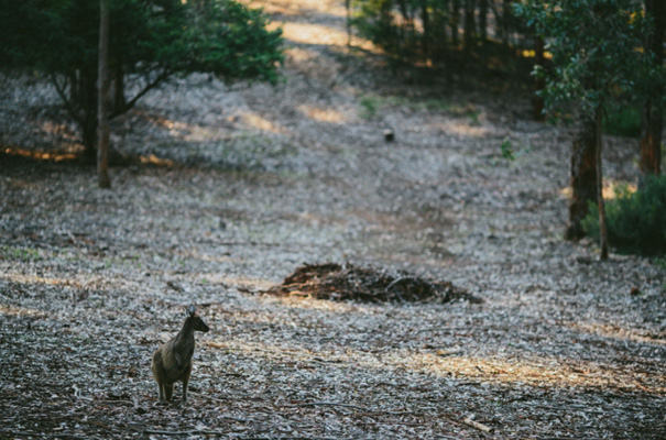 perth-west-australian-kangaroo-wedding-flowers-photographer-inspiration12