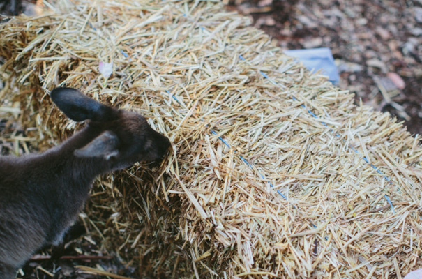 perth-west-australian-kangaroo-wedding-flowers-photographer-inspiration21