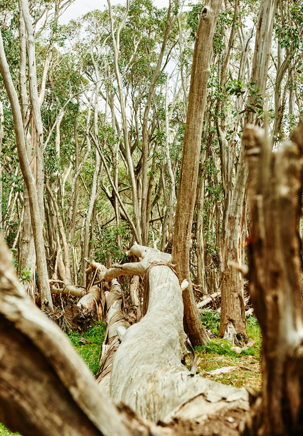 NEW-grace-loves-lace-untamed-romance-collection-bridal-gown-wedding-dress365