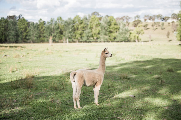 armidale-wedding-zimmerman-bridal-gown-dress27
