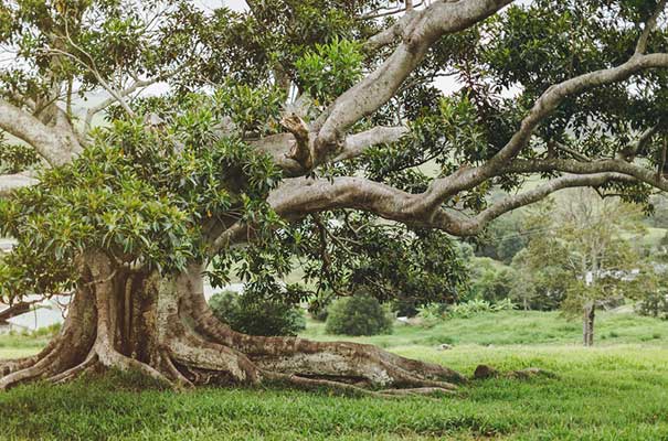 byron-bay-wedding-grace-loves-lace-bridal-gown
