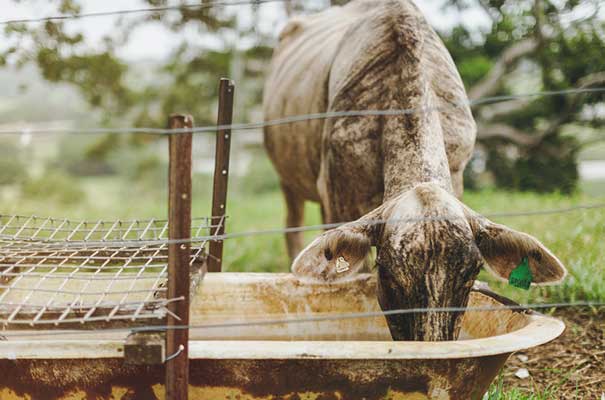 byron-bay-wedding-grace-loves-lace-bridal-gown2