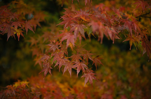 autumn-wedding-grace-loves-lace-bridal-gown-wedding-dress3