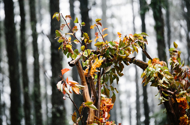 autumn-wedding-grace-loves-lace-bridal-gown-wedding-dress7