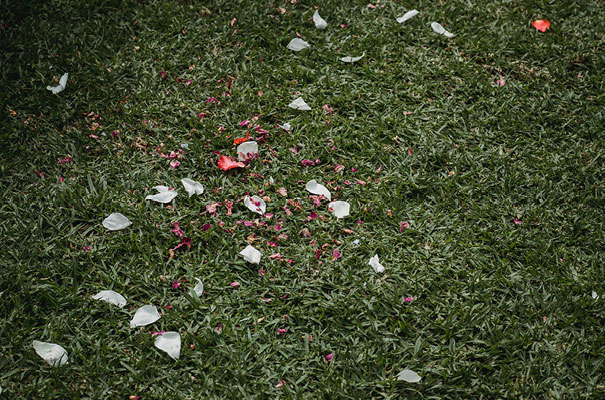 backyard-wedding-wild-daisies-purple-yellow5