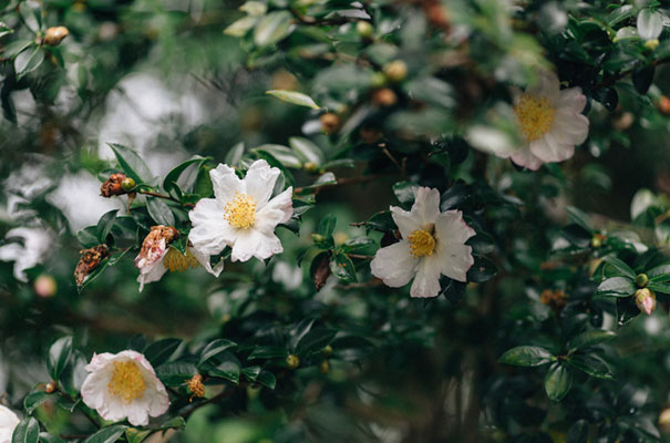country-queensland-wedding-leather-boots-bride-bridal2
