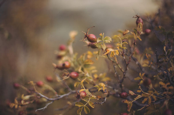 dark-romantic-purple-gold-forest-wedding-inspiration62
