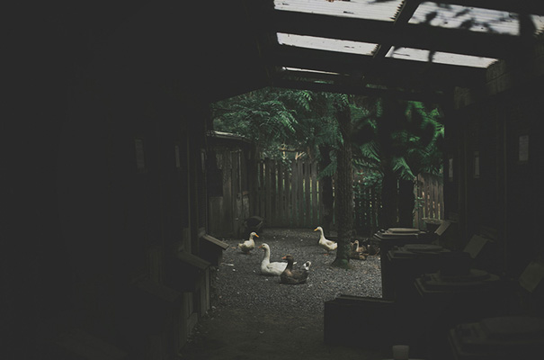 rue-de-seine-bridal-gown-real-wedding-deer-farm-rural-victoria-wedding-photographer