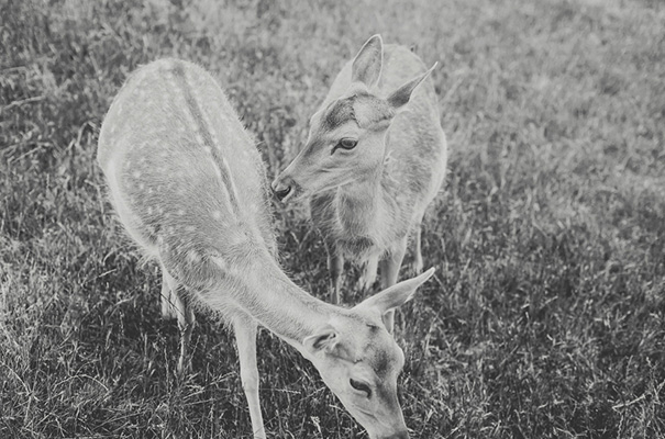 rue-de-seine-bridal-gown-real-wedding-deer-farm-rural-victoria-wedding-photographer16