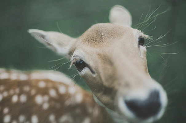 rue-de-seine-bridal-gown-real-wedding-deer-farm-rural-victoria-wedding-photographer2